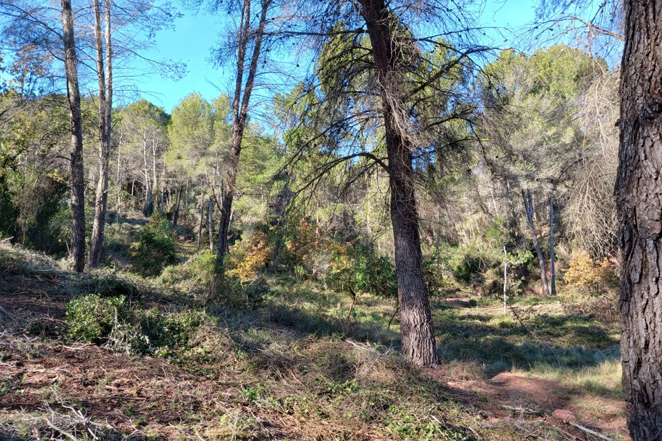 Els incendis forestals són un dels riscs a Pallejà