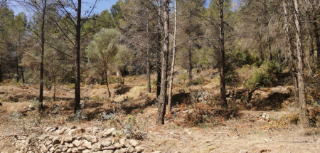 Treballs forestals